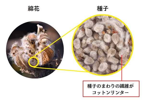 コットンリンター