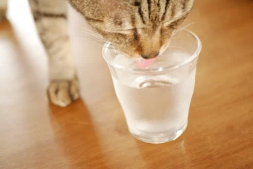 水を飲む猫ちゃん