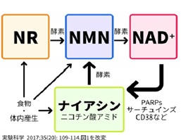 ナイアシンアミドは6つの役割を持つマルチ美容成分