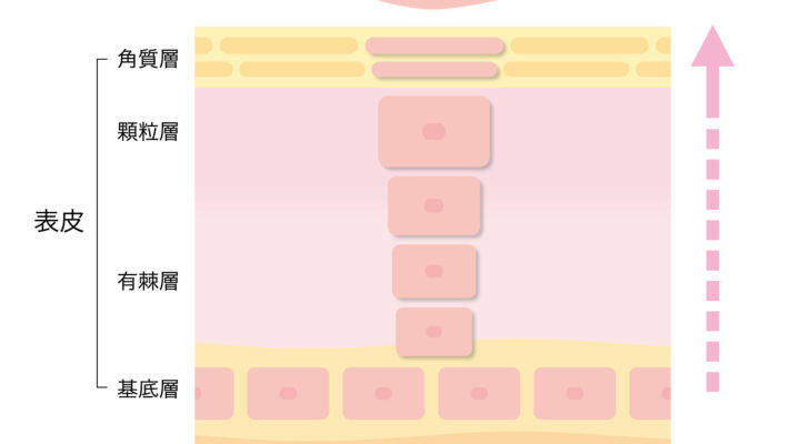 肌の構造