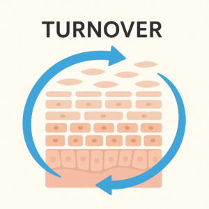 ターンオーバーのイメージ
