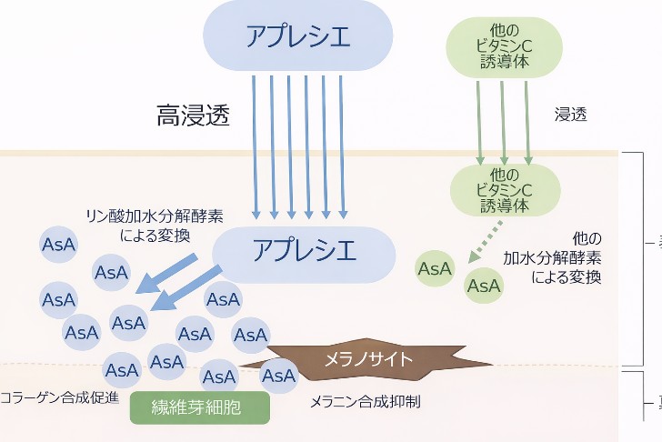 APPSの効果発現メカニズム