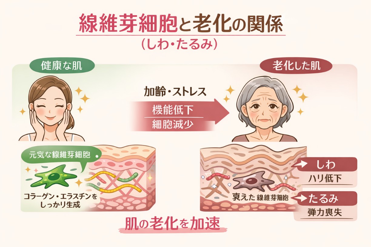 線維芽細胞と肌老化の関係を示すイラスト