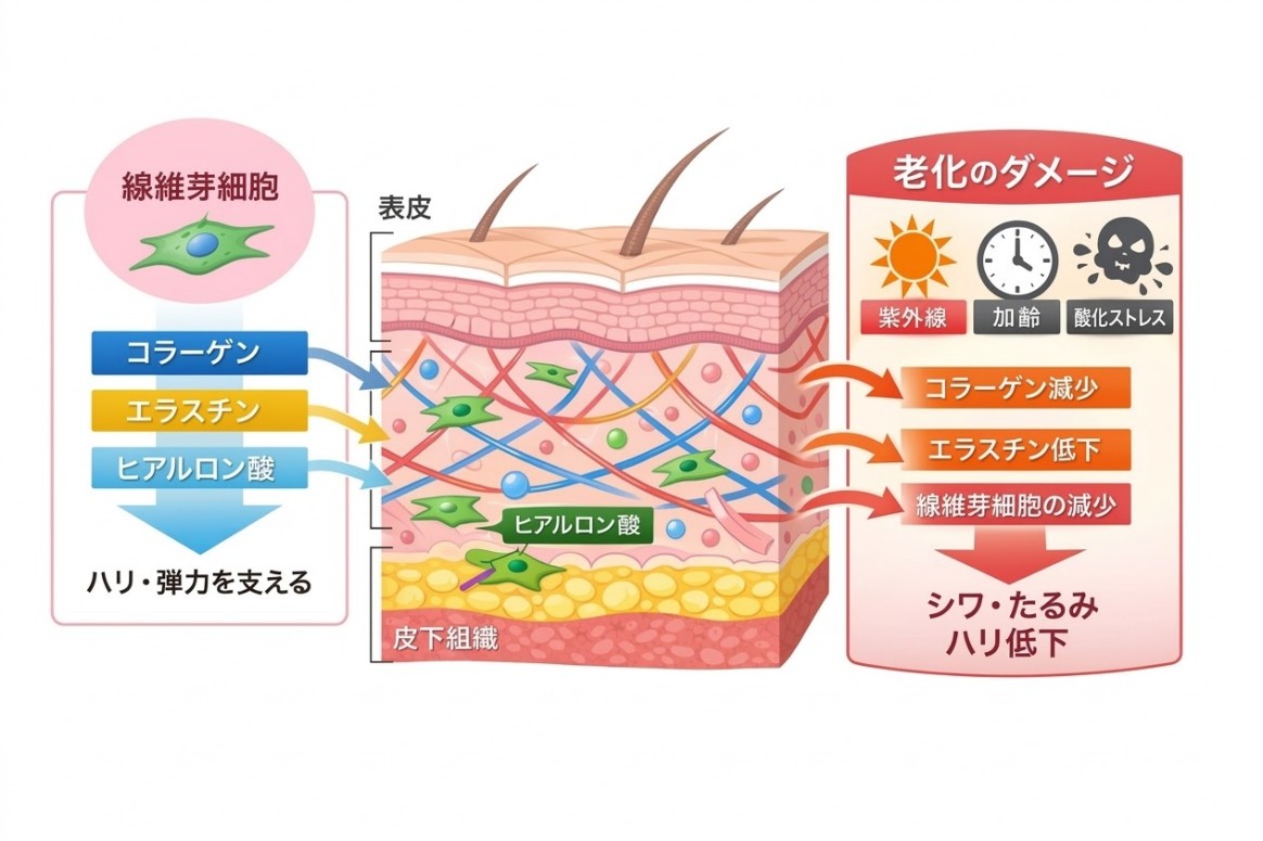 線維芽細胞と肌老化の関係
