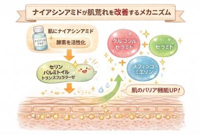 セラミド・グルコシルセラミド・スフィンゴミエリンの産生促進のメカニズム