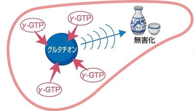 GGTのはたらき