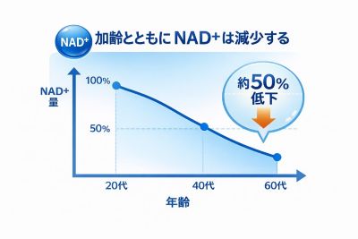 NAD+量と加齢の関係のグラフ