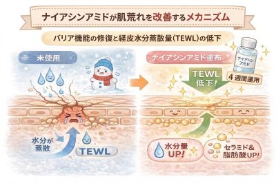バリア機能の修復と経皮水分蒸散量(TEWL)の低下のメカニズム