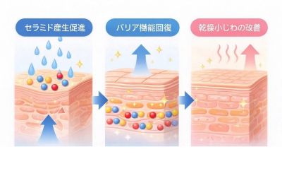 ナイアシンアミドの表皮へのアプローチ