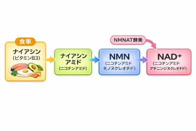 ナイアシンからNAD+への変換図