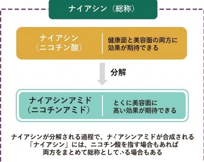 ナイアシンアミドとビタミンB3の関係のイラスト