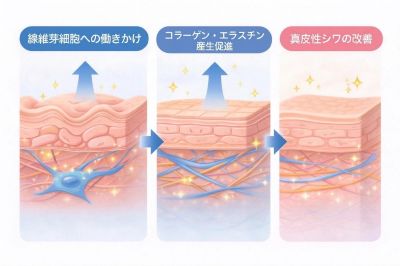 ナイアシンアミドの真皮へのアプローチ