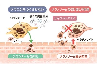 ナイアシンアミドの作用メカニズム