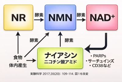 ナイアシンアミドとNMNの関係を示す図