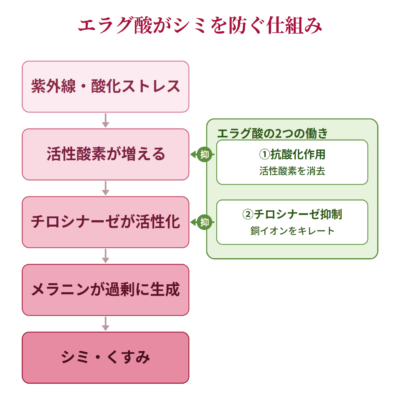エラグ酸がシミを防ぐ仕組み