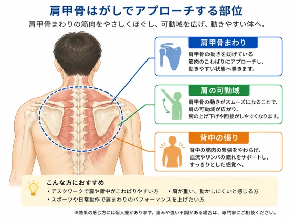 肩甲骨はがしでアプローチする肩甲骨まわりの図