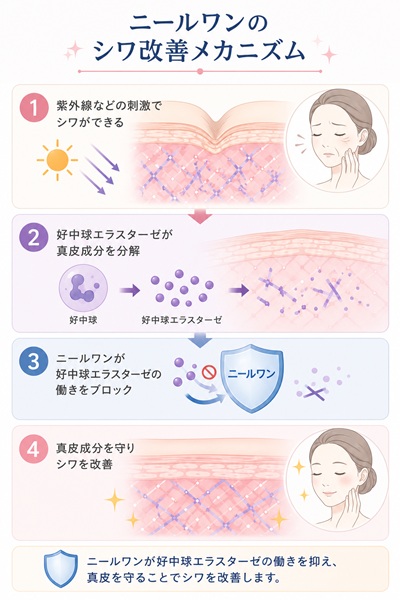 シワ改善の4ステップメカニズム