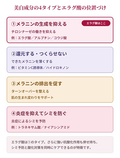 4つの美白成分とエラグ酸の位置づけ