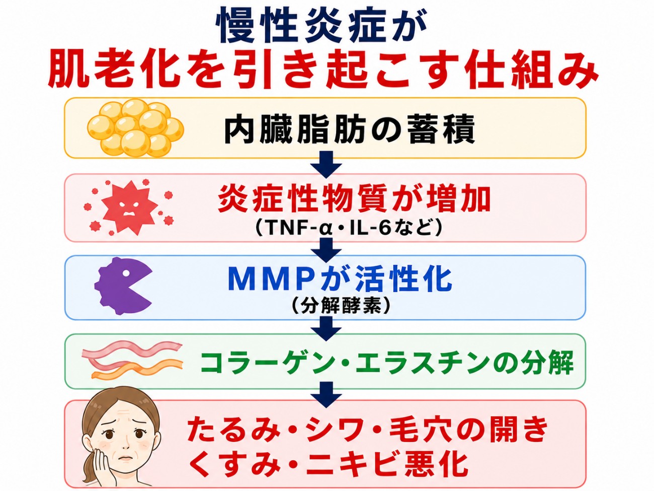 慢性炎症が肌老化を引き起こすメカニズム