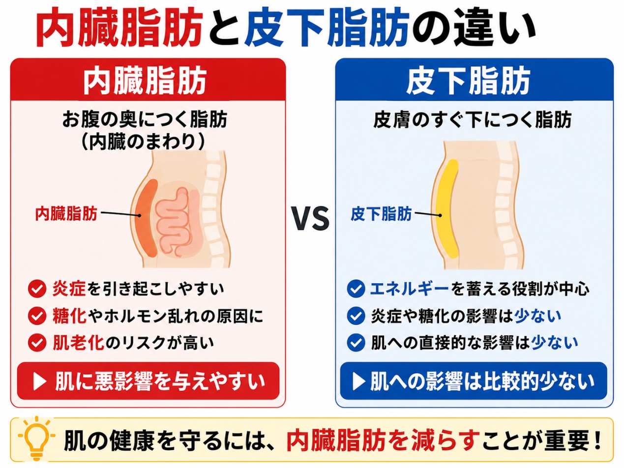 内臓脂肪と皮下脂肪の違い