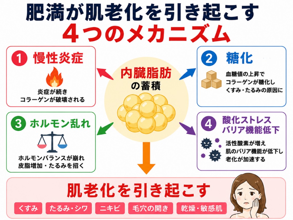 肥満が肌老化を引き起こすメカニズム