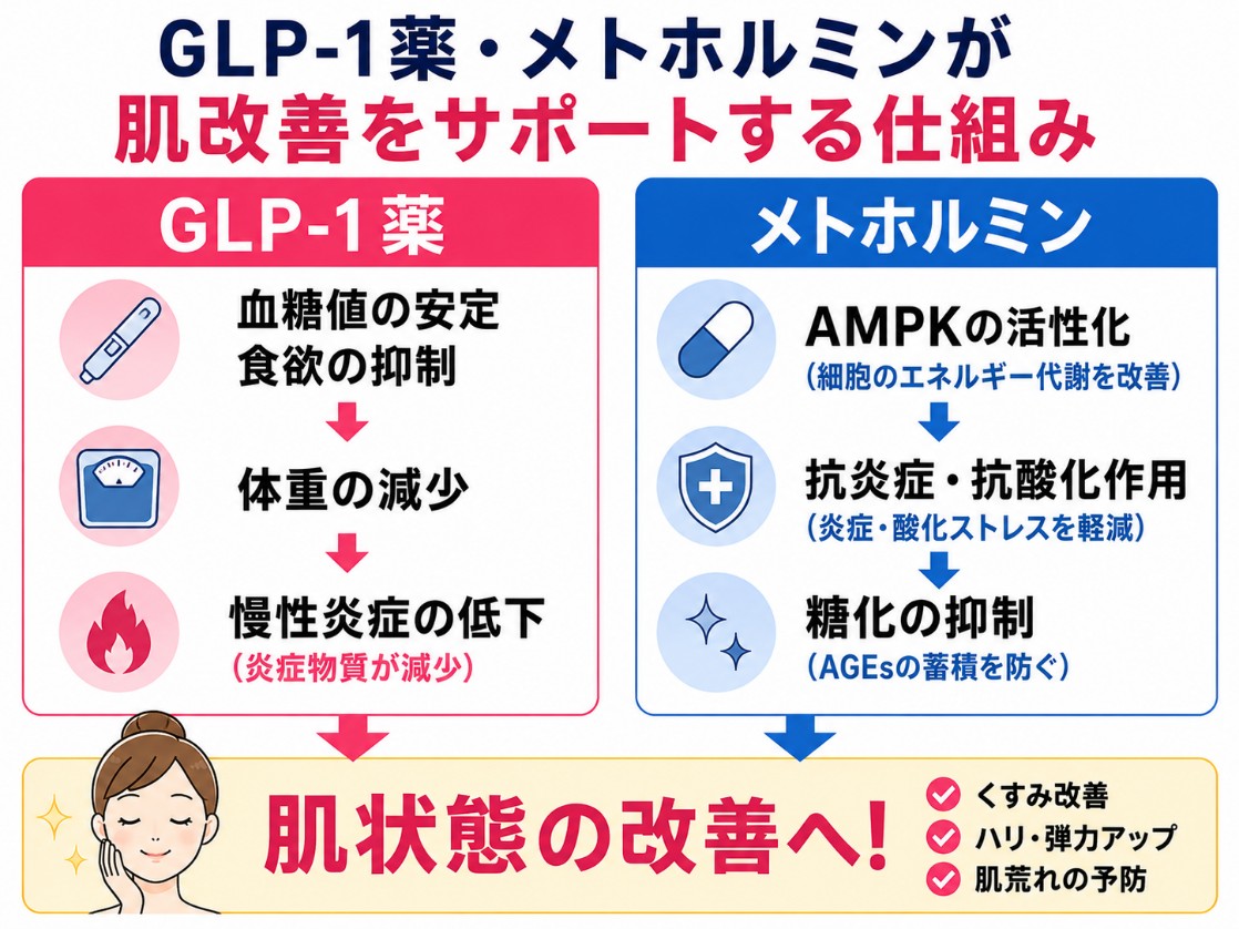 GLP-1とメトホルミンが肌改善をサポートする仕組み