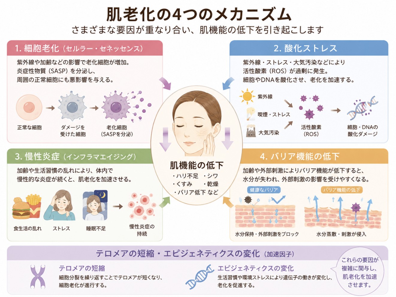 細胞老化や酸化ストレスなど肌老化の主なメカニズム