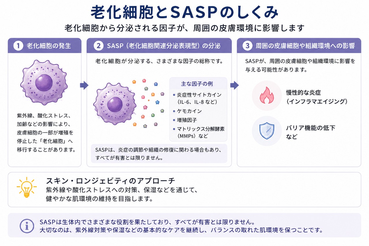 老化細胞がSASPを分泌して周囲の皮膚細胞へ影響する仕組み