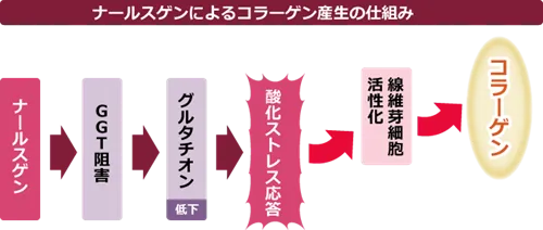 ナールスゲンによるコラーゲンの産生のしくみ