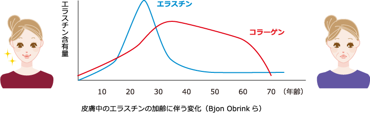 皮膚中のエラスチンの加齢に伴う変化（Bjon Obrinkら）