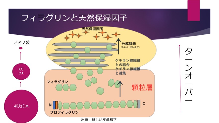 フィラグリンと天然保湿因子