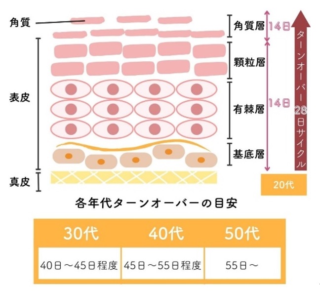 ターンオーバーの構図と年代別ターンオーバーの目安