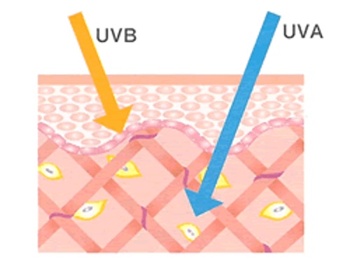 UVAとUVB