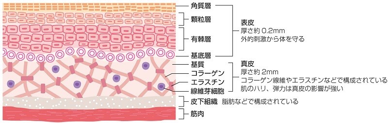 皮膚の断面図