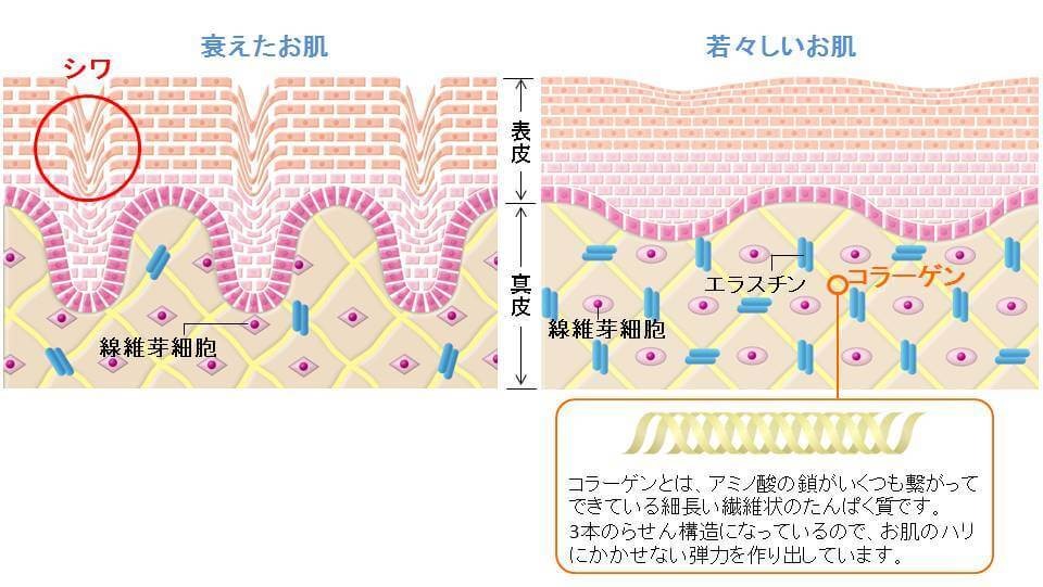 シワのある衰えた肌と若々しい肌を比較した図