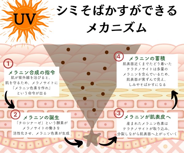 シミやそばかすができるメカニズムの図