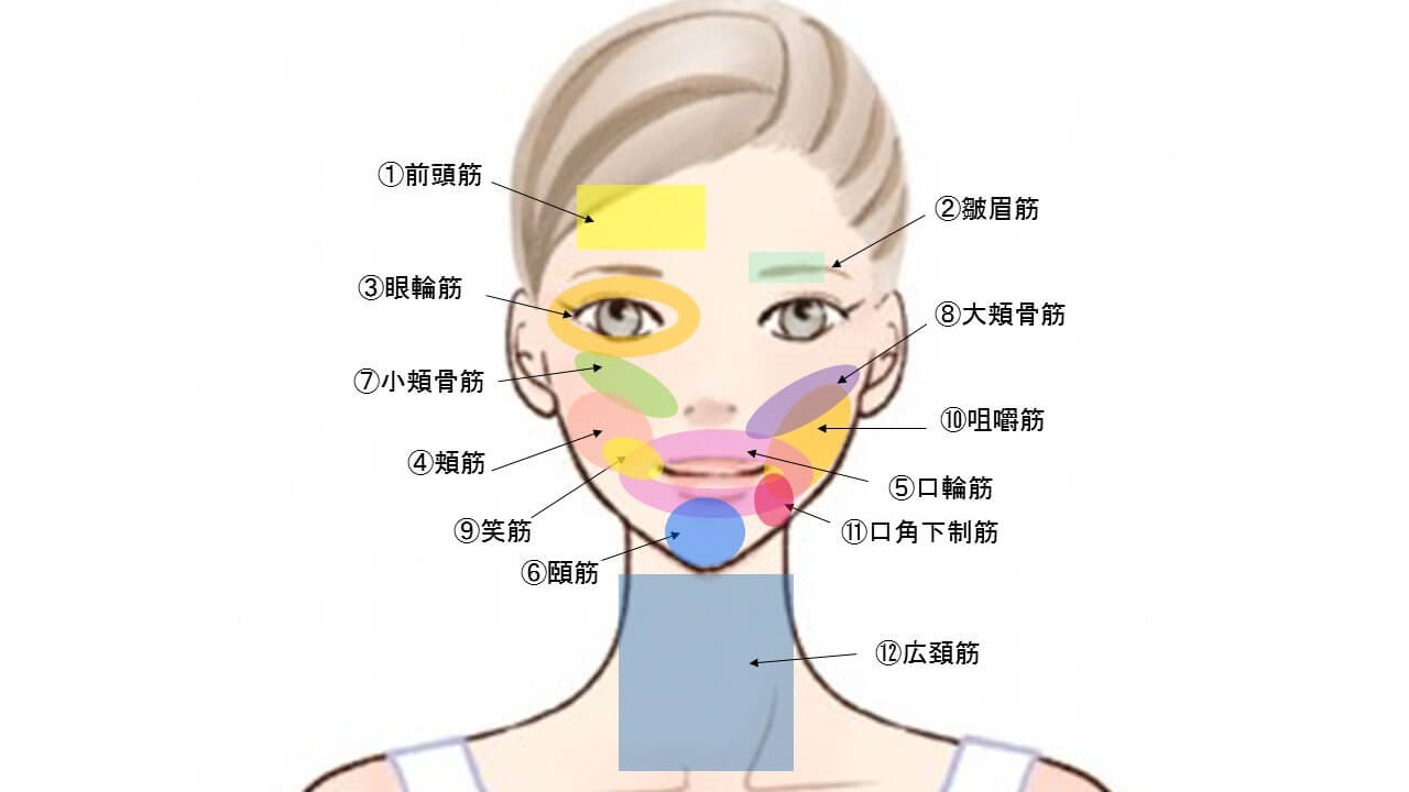 顔の表情筋を表した図