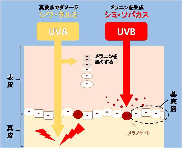  UVAとUVBの肌への浸透レベルと肌ダメージの違い