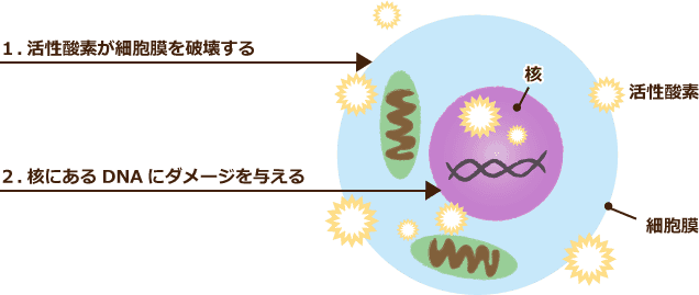 １.活性酸素が細胞膜を破壊する ２.核にあるDNAにダメージを与える