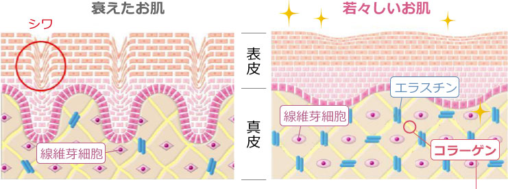 １.活性酸素が細胞膜を破壊する ２.核にあるDNAにダメージを与える