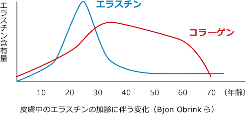 皮膚中のエラスチンの加齢に伴う変化（Bjon Obrinkら）