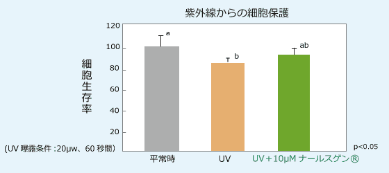 紫外線からの細胞保護