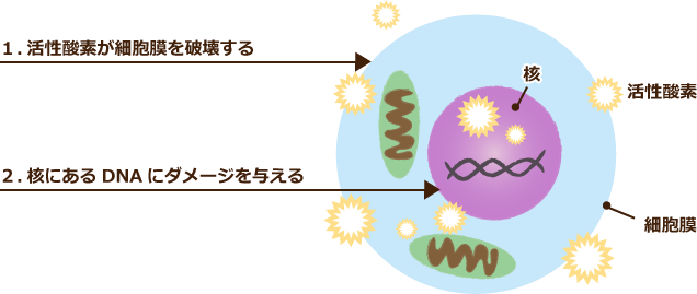 １.活性酸素が細胞膜を破壊する ２.核にあるDNAにダメージを与える