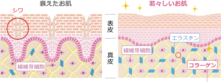 １.活性酸素が細胞膜を破壊する ２.核にあるDNAにダメージを与える