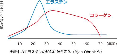 皮膚中のエラスチンの加齢に伴う変化（Bjon Obrinkら）