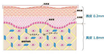 皮膚のはたらきの基本は？