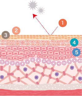 肌の断面図