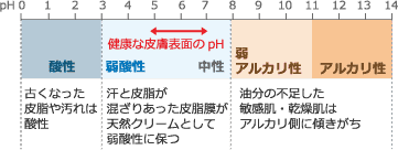 肌の構造と仕組みの図