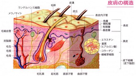 皮膚は「人体で最大の臓器」