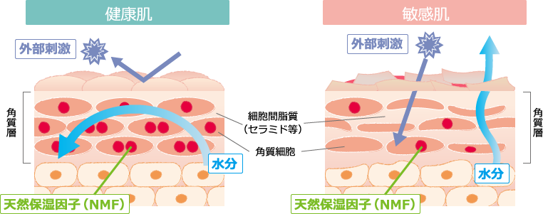 健康肌と敏感肌